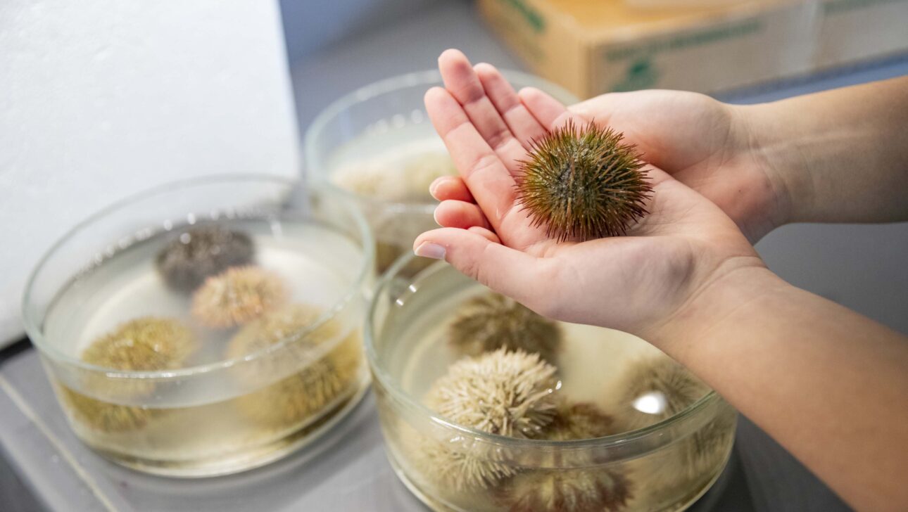 A sea urchin rests in the palm of a hand, held over three lab dishes filled with fluid and more sea urchins.